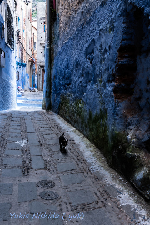 BLUE LABYRINTH  ー chaouen with a cat ー