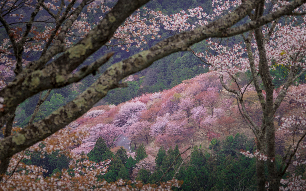 春霞 たなびく山の桜花 見れどもあかぬ 君にもあるかな