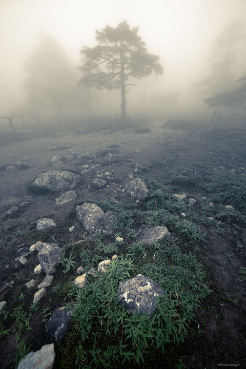 霧 幻 の 森