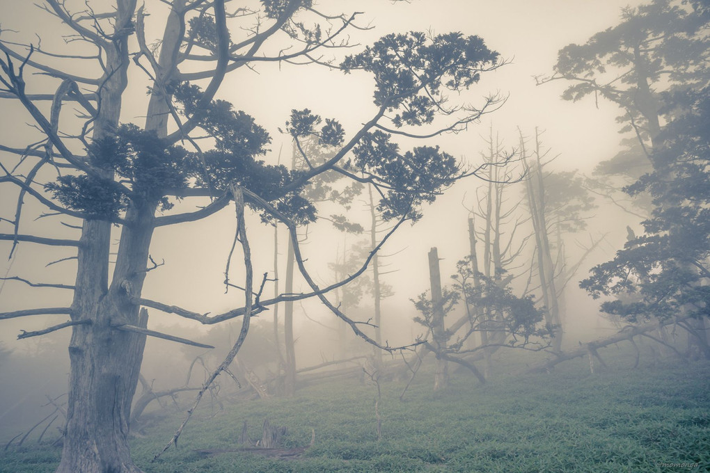 霧 幻 の 森