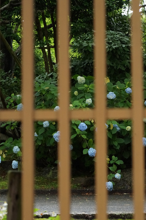 久安寺の紫陽花　２０１５