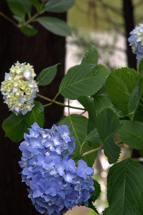 久安寺の紫陽花　２０１５