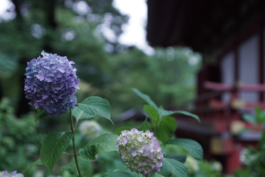 久安寺の紫陽花　２０１５