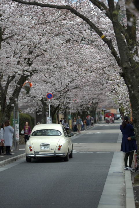 桜トンネル2016