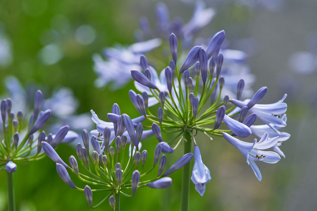 愛の花