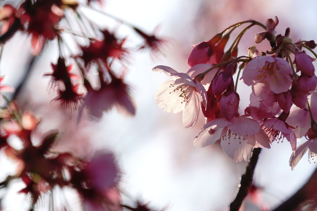 桜🌸夕景