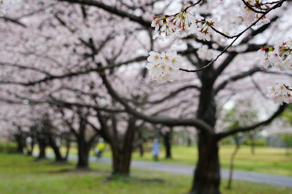 🌸雨の桜並木
