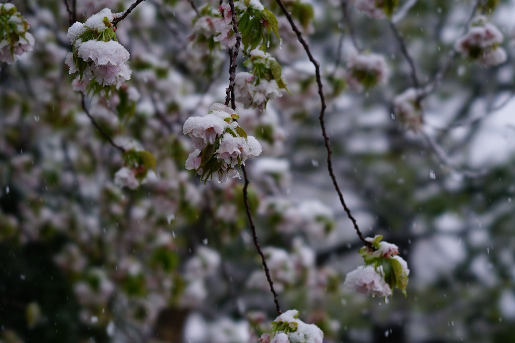 🌸雪桜