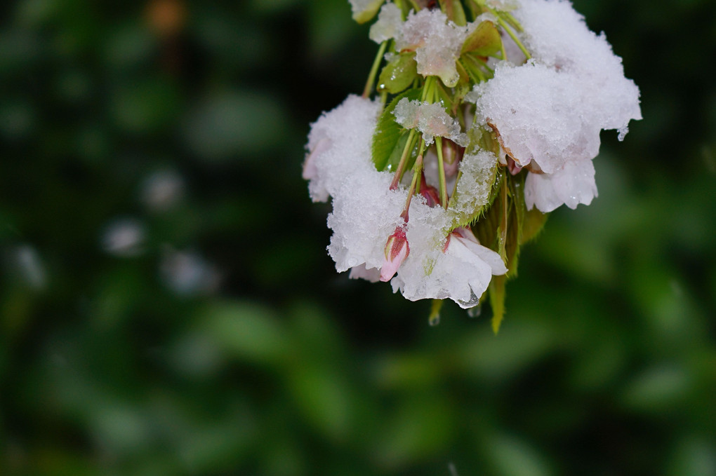 🌸雪桜