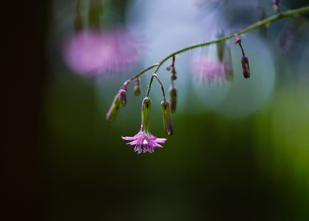 神秘の森