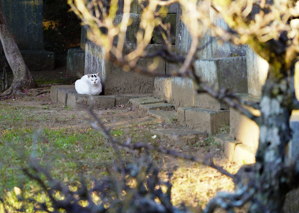 石碑の(=^..^=)ﾆｬ~ﾝ