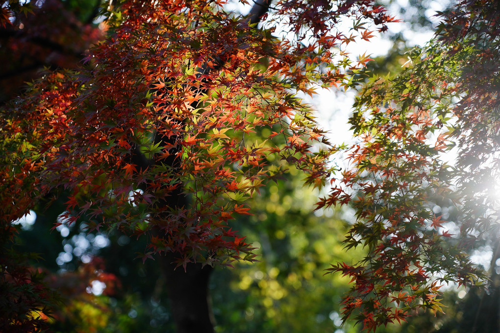 🍁枝垂れもみじ