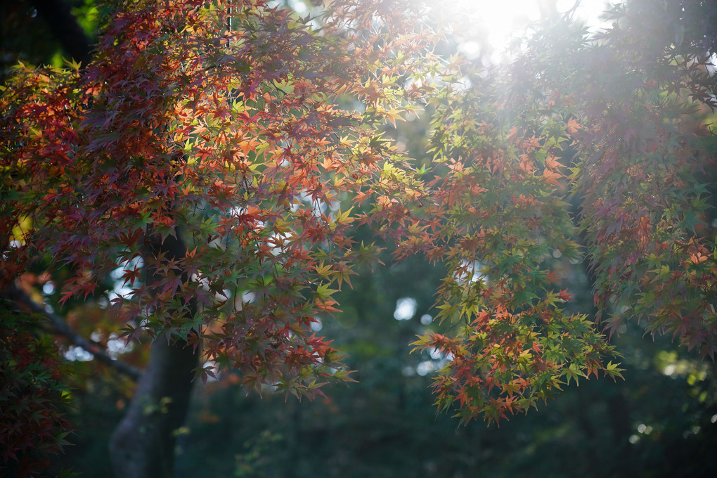 🍁枝垂れもみじ