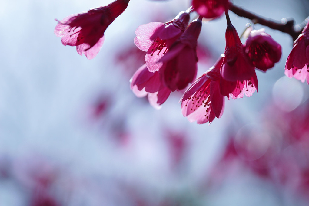 寒緋桜の表情5枚
