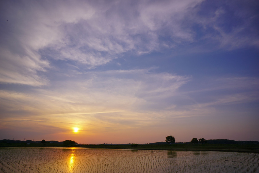 水田の夕空