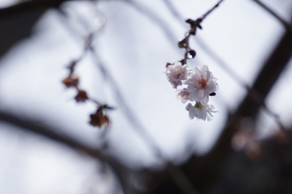 冬の十月桜