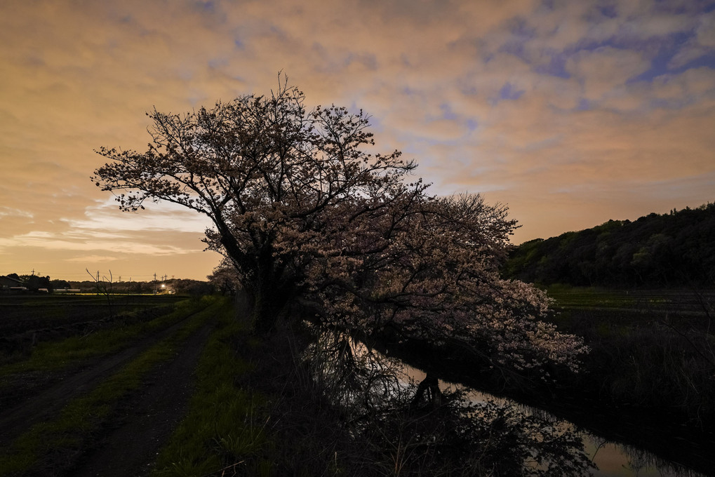 桜　暮空