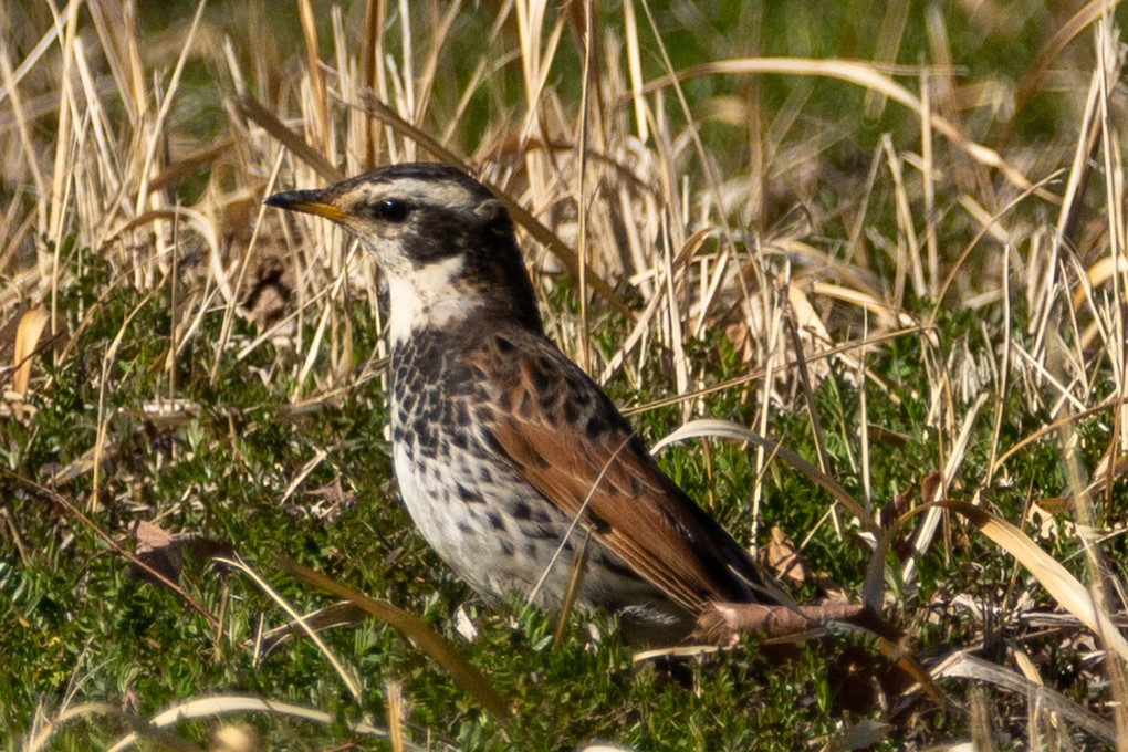 野鳥撮影練習