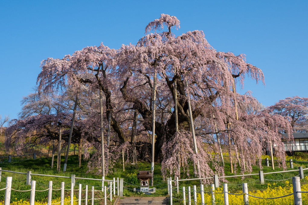 三春の滝桜