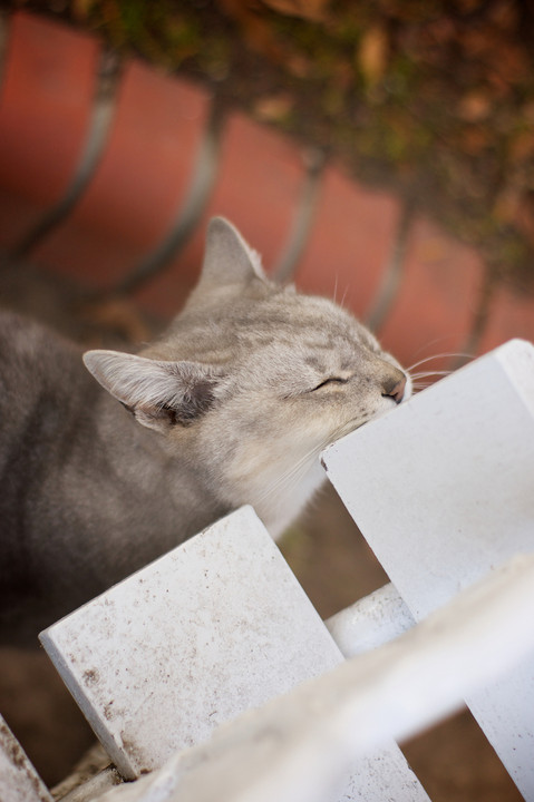 かゆい猫