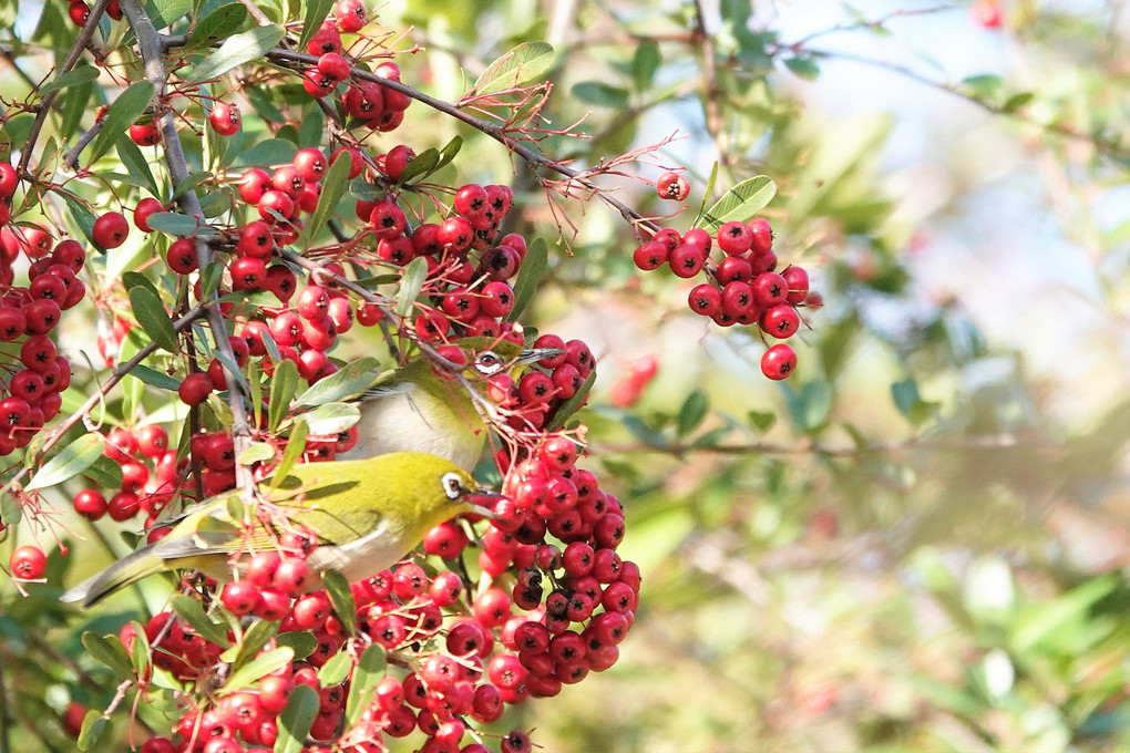 赤い実を食べる鳥たち