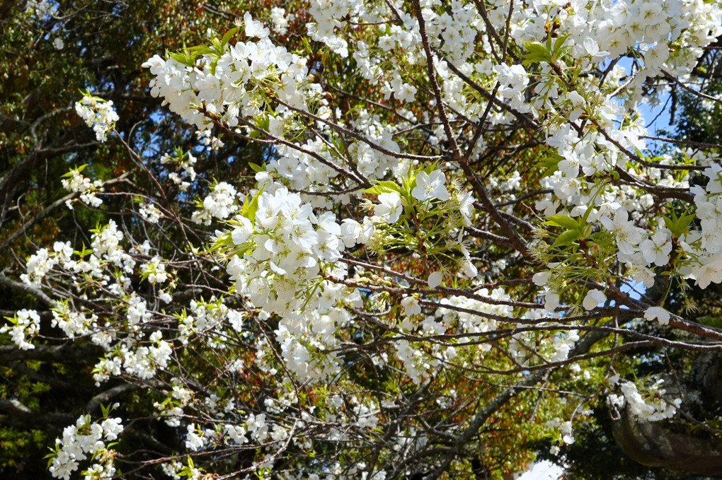 山口県の桜