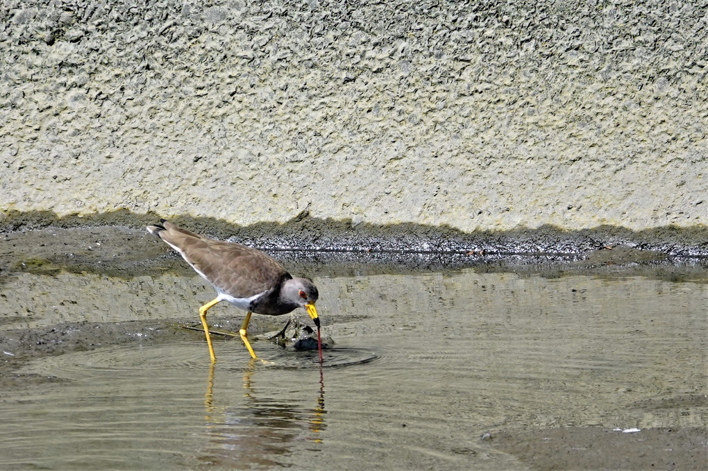 山崎川の鳥：ケリ