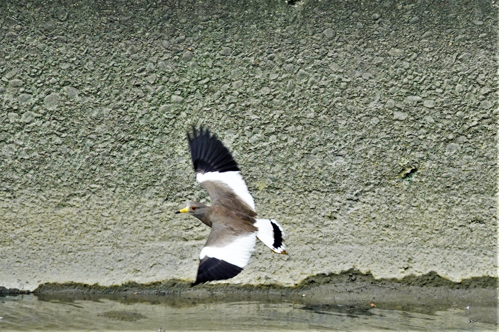山崎川の鳥：ケリ