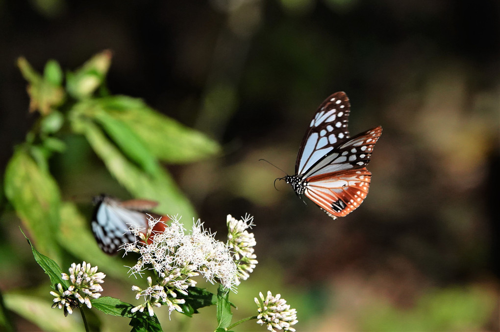 旅する蝶：アサギマダラ