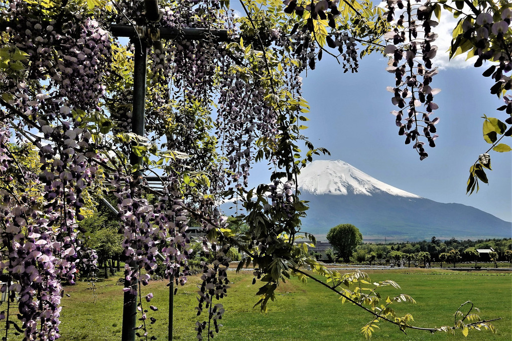 富士山周辺の花