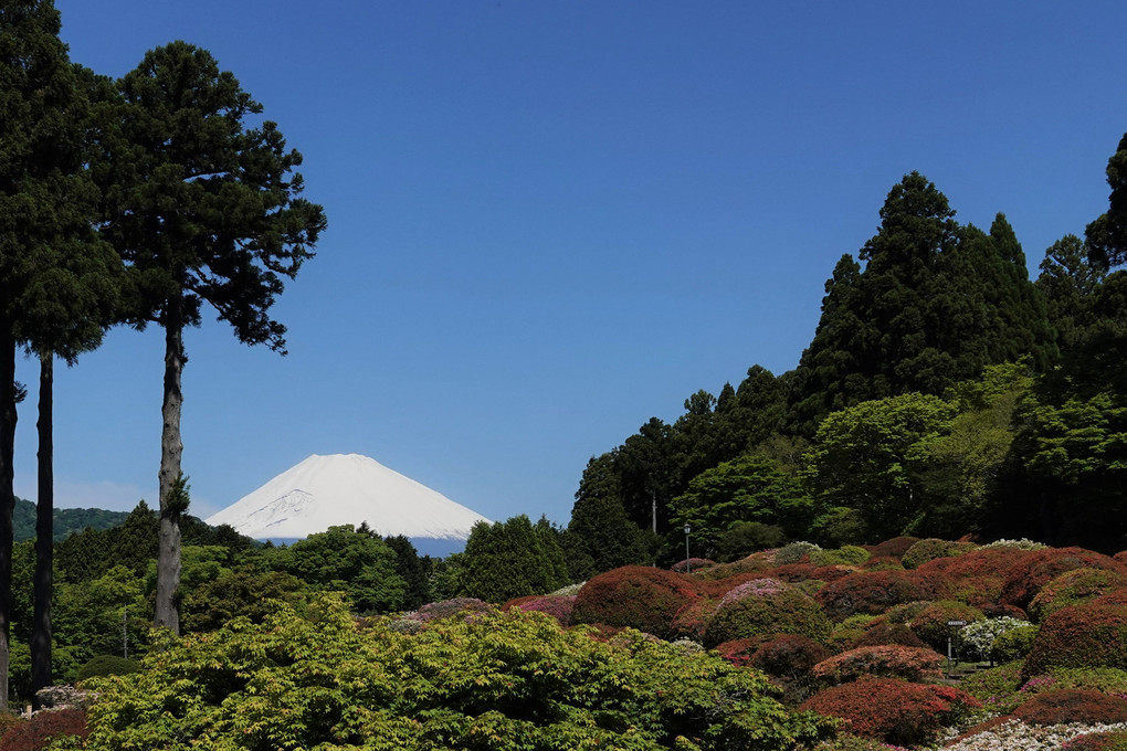 富士山周辺の花
