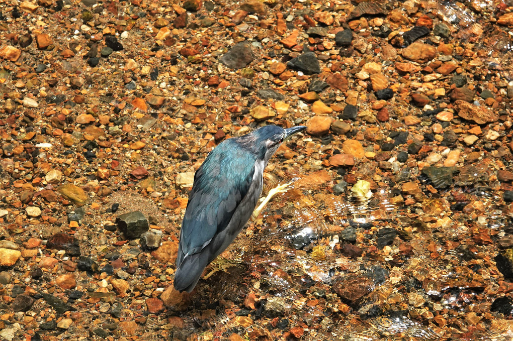山崎川の鳥たち