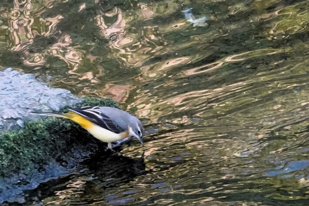 山崎川の鳥：キセキレイ