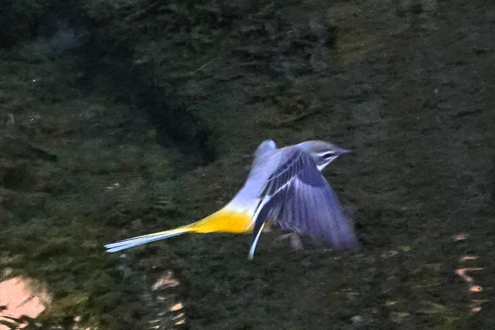 山崎川の鳥：キセキレイ