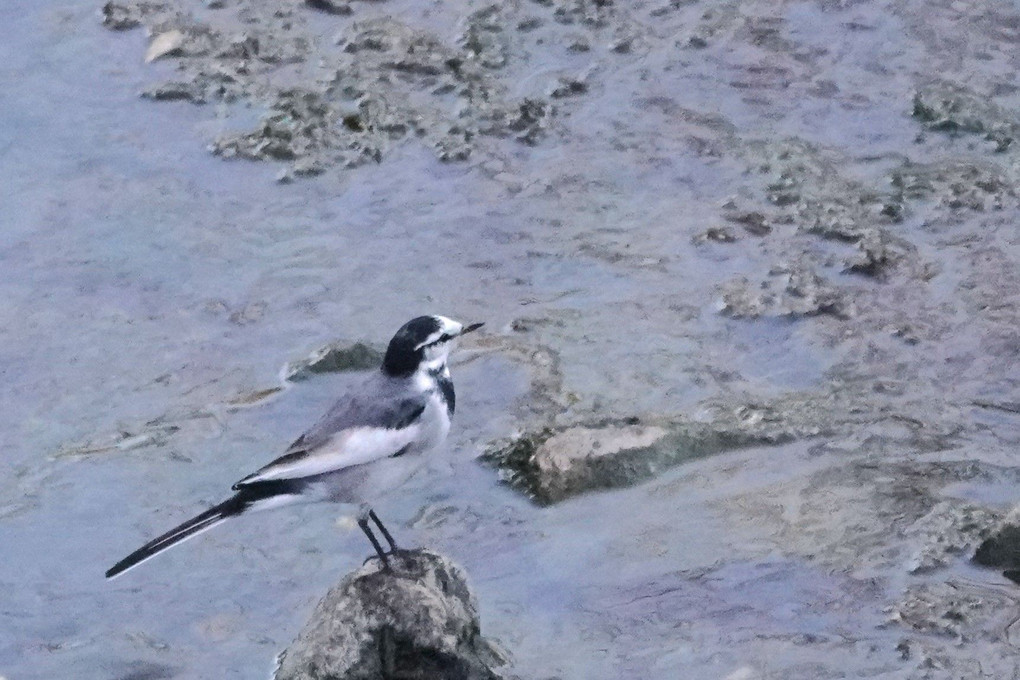 山崎川の鳥たち
