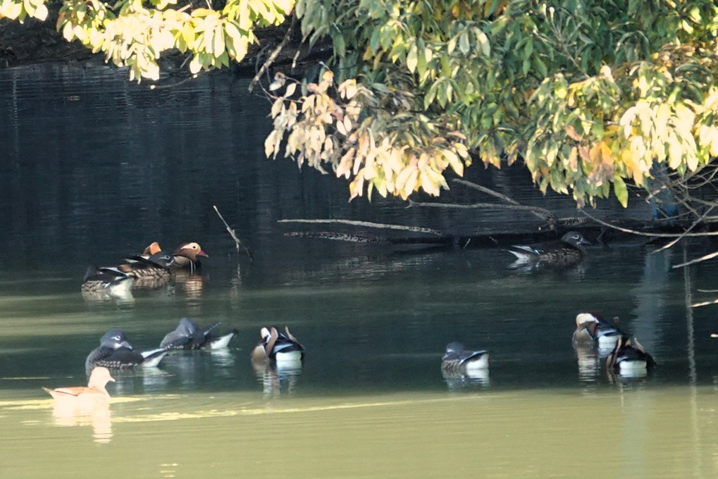 池にあつまる水鳥たち