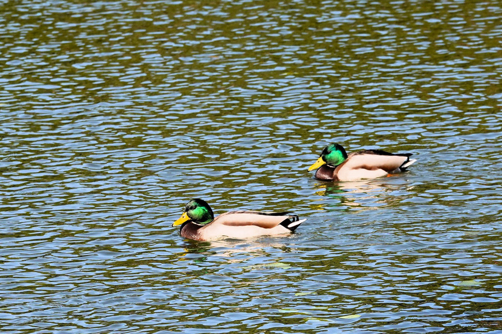 池にあつまる水鳥たち