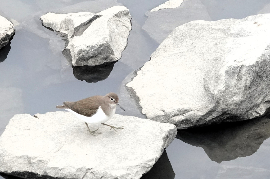 山崎川の鳥：イソシギ