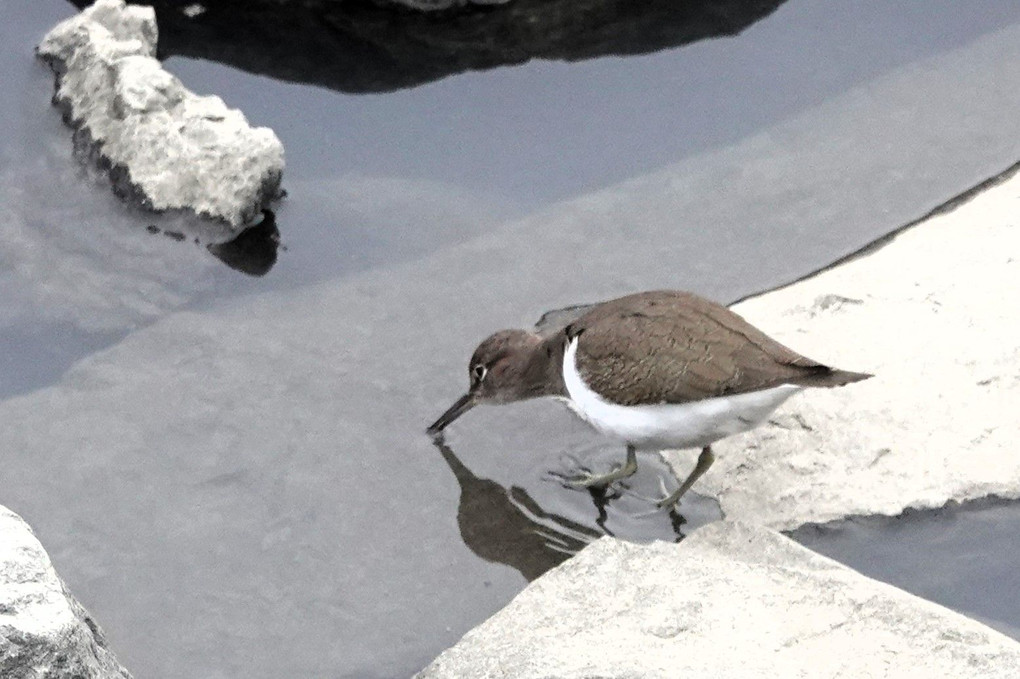 山崎川の鳥：イソシギ