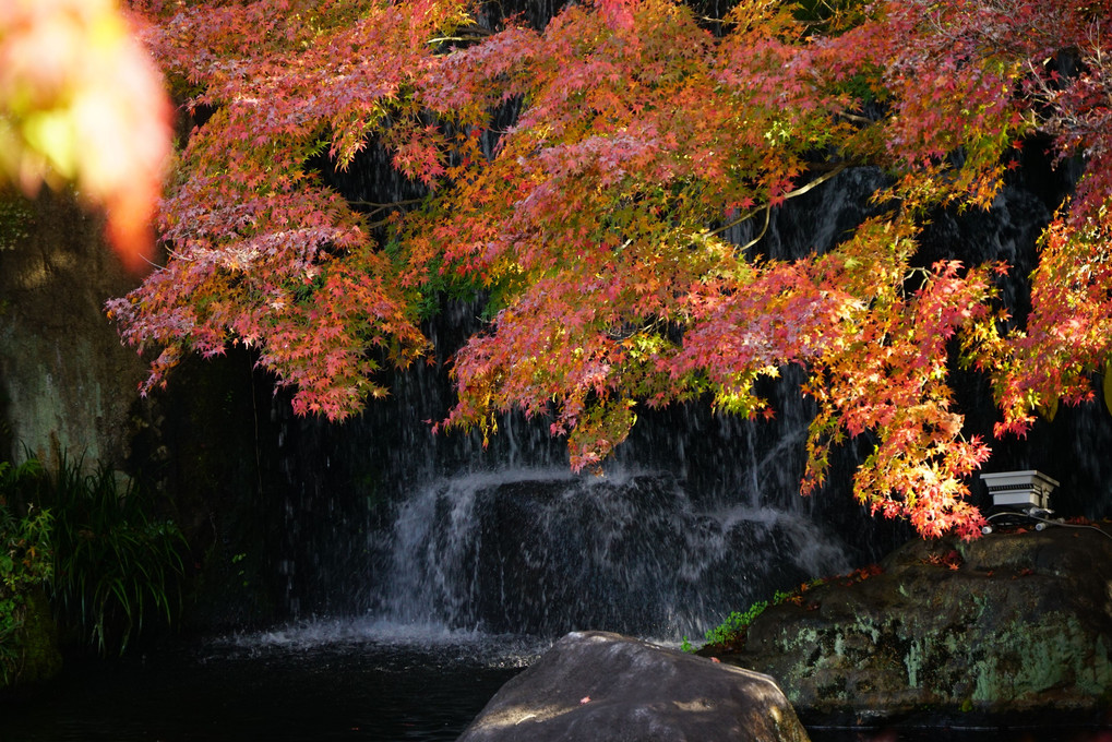 紅葉歩き