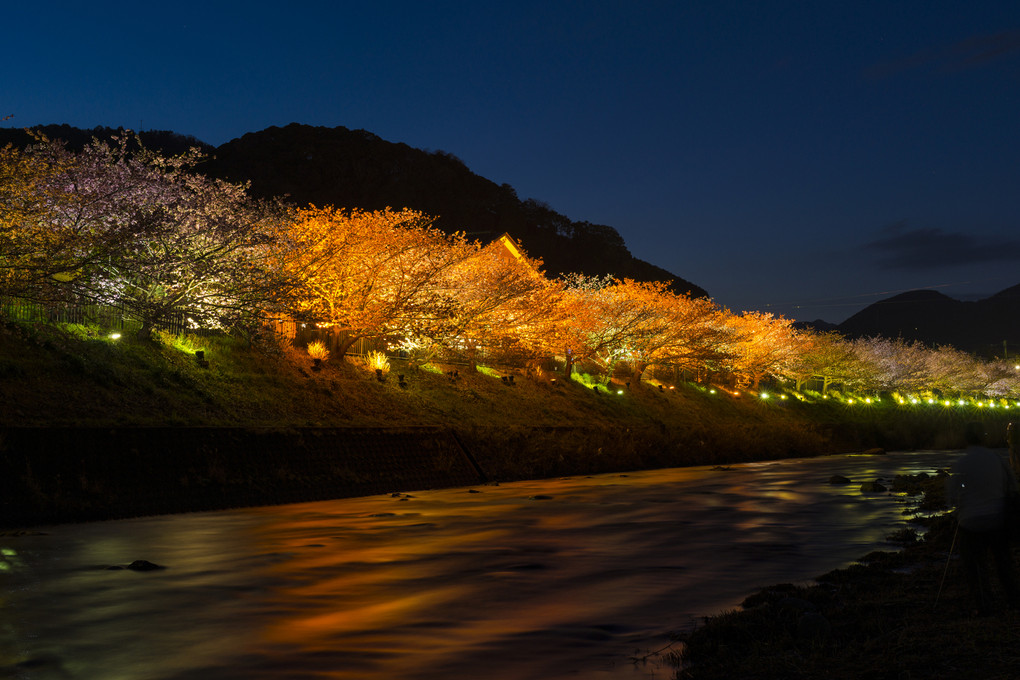 河津 夜桜