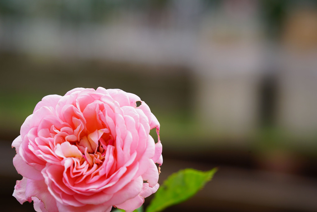 薔薇って書ける