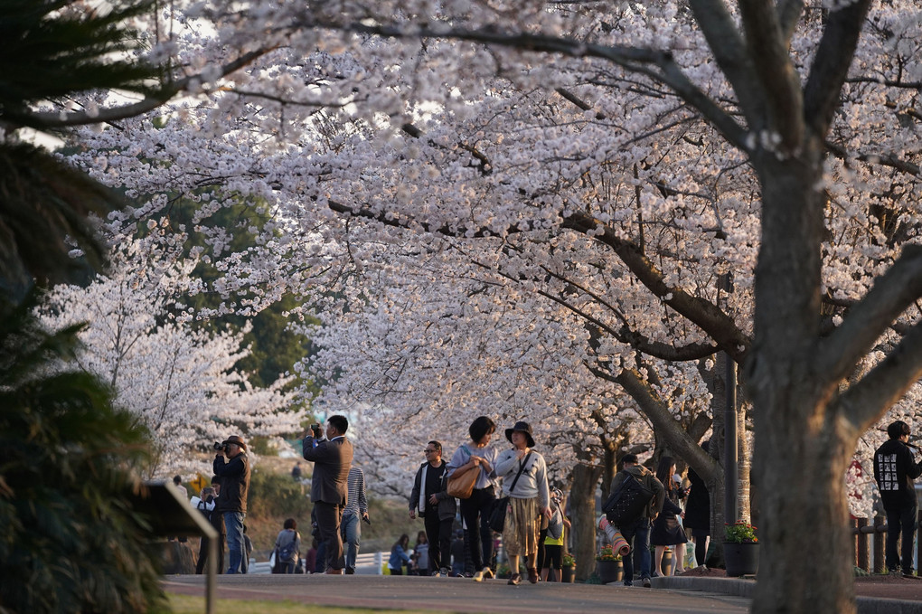 満開で賑わうさくらの山公園