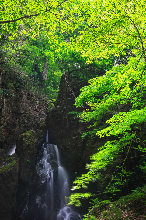 緑に包まれる滝