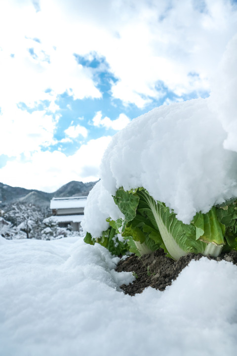 雪をかぶった白菜