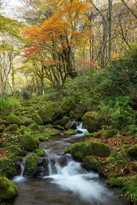紅葉の林と渓流