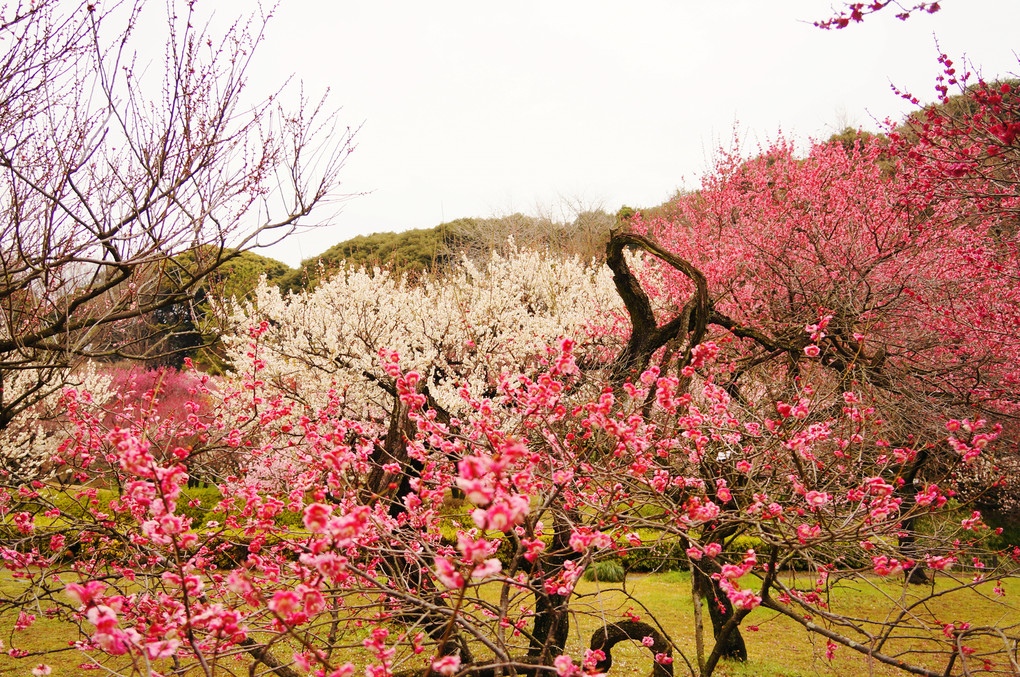 梅満開の小石川植物園