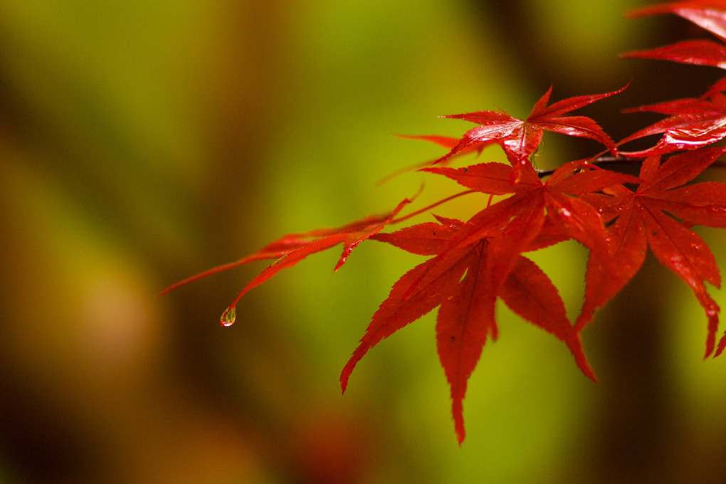 雨滴る紅葉