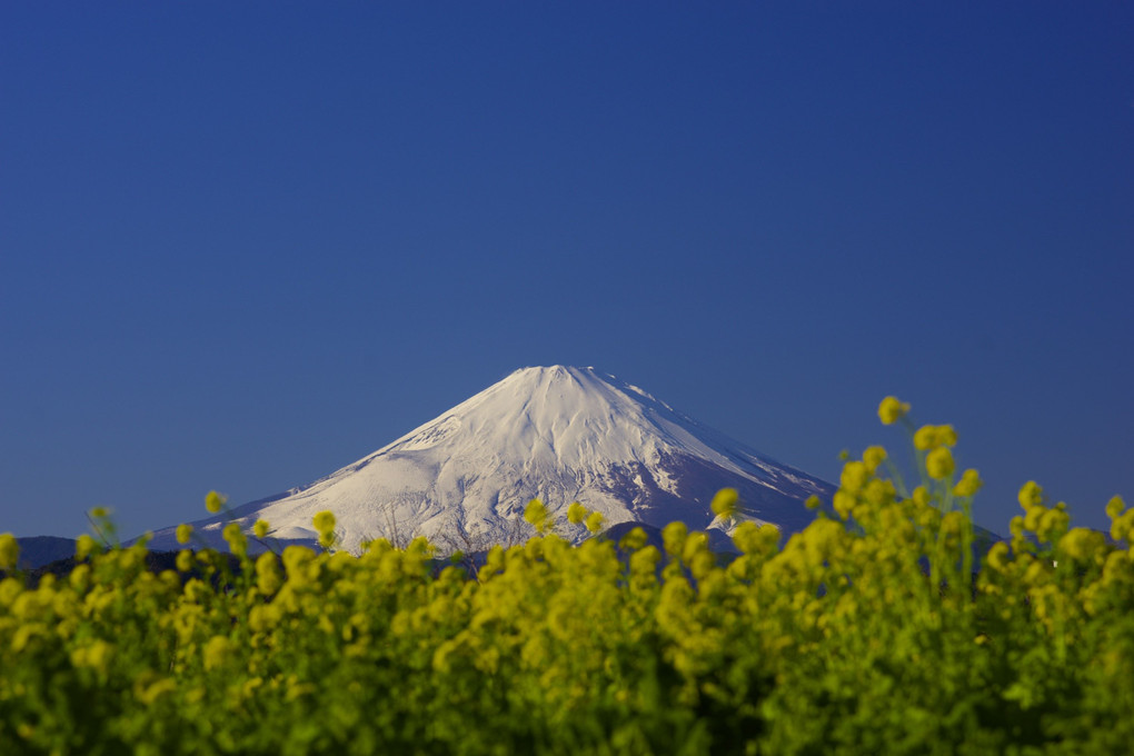 冬富士３景