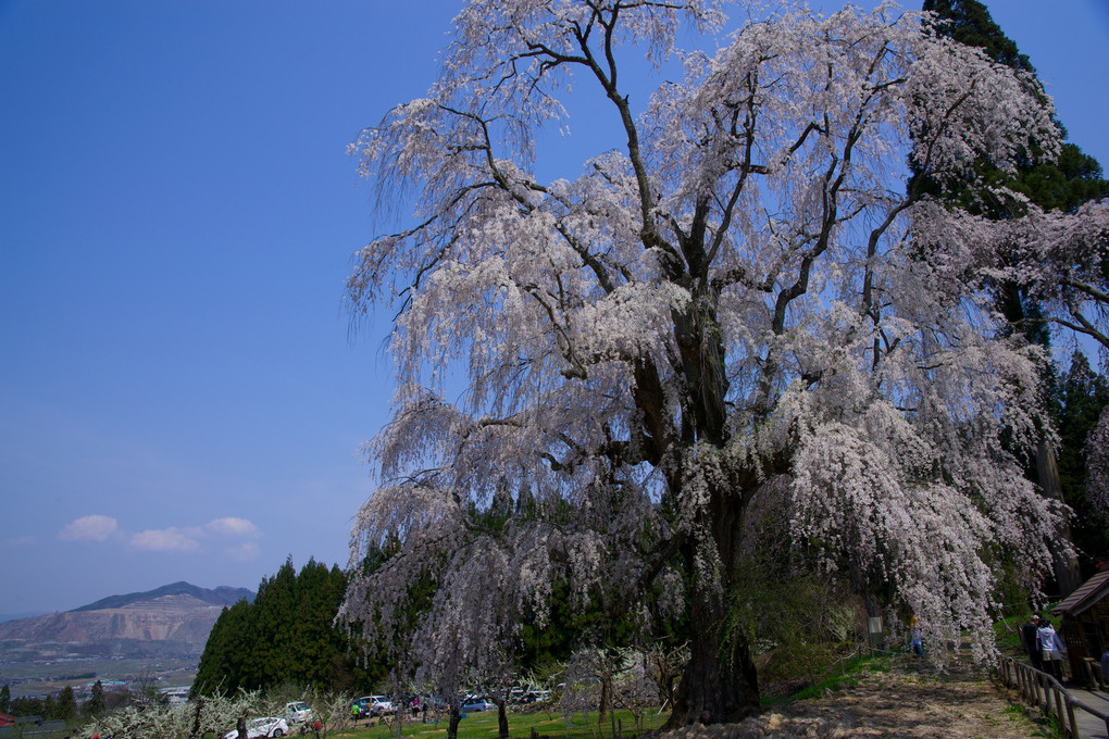 信州高山五大桜